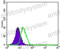 Anti-PPY Antibody (R2X37)
