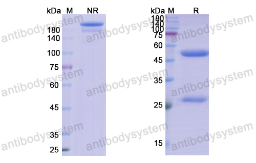 Research Grade Anti-TNFa/TNF-alpha (CDP571)