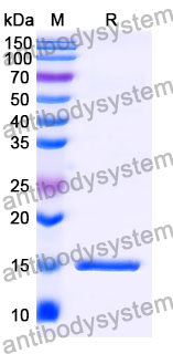 Anti-Human TNFa/TNF-alpha Nanobody (SAA1146)