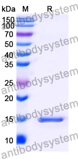 Anti-Human TNFa/TNF-alpha Nanobody (SAA1163)