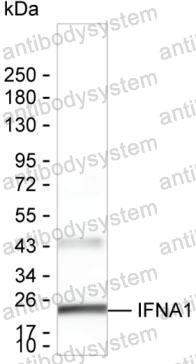 Anti-IFNA1/Interferon alpha-D Antibody (R2X42)