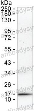 Anti-IFNA2/IFN-alpha-2 Antibody (R2X43)