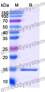 Anti-Human IFNG/IFN-gamma Nanobody (SAA1294)