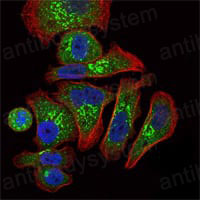 Anti-EPO Antibody (R2X49)