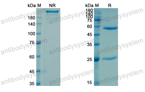 Research Grade Anti-Human CD4 (Campath-9H)