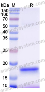 Anti-Human CD4 Nanobody (SAA1296)