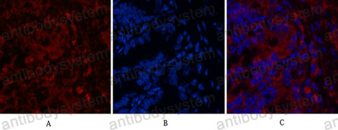 Anti-CD4 Antibody (R2X54)
