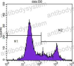 Anti-CD8A Antibody (R2X55)