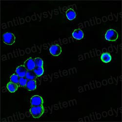 Anti-Human IgG Fc Fragment Antibody (R2X62)