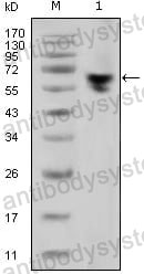 Anti-Human IgG Fc Fragment Antibody (R2X63)
