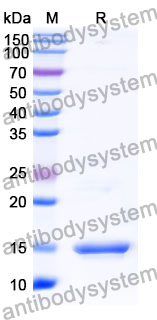 Anti-Human COL1A1 Nanobody (SAA1295)