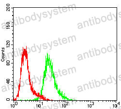 Anti-KRT14 Antibody (R2X87)