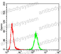 Anti-KRT14 Antibody (R2X89)