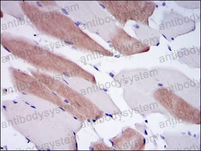 Anti-LMNA Antibody (R2X92)