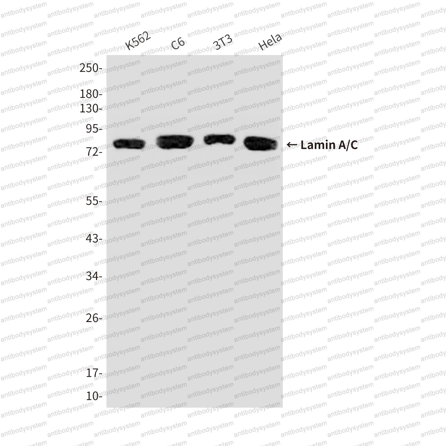 Anti-Lamin A/C Antibody (R2X94)