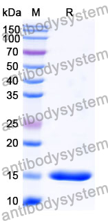 Anti-Human APOE Nanobody (SAA1224)