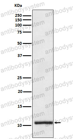 Anti-APOA2 Antibody (R1H95)