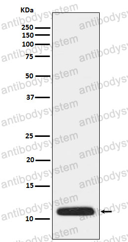 Anti-APOC3 Antibody (R1H97)