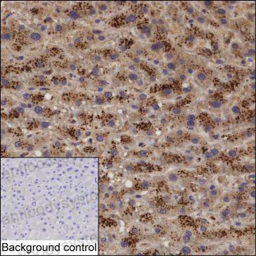 Anti-APOC3 Antibody (R2X97)