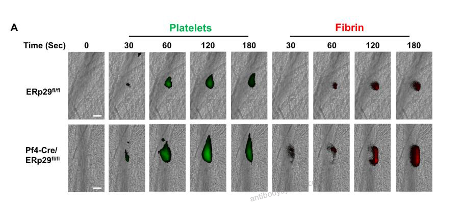 Bioactivity for Anti-Human Fibrin Antibody (59D8) ?>