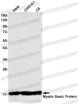 Anti-MBP Antibody (R1J01)