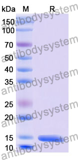 Anti-Human CRP Nanobody (SAA2074)