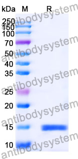 Anti-Human Albumin/HSA Nanobody (SAA0807)