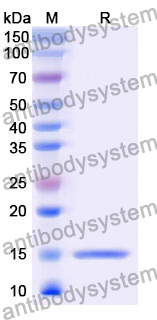 Anti-Human Serum Albumin/HSA Nanobody (ALB8)