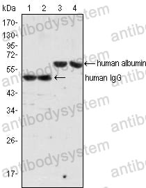Anti-ALB/Albumin/HSA Antibody (R2Y20)