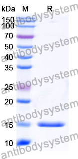 Anti-Human CD71/TFRC Nanobody (SAA1205)