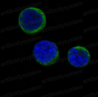 Anti-FTH1 Antibody (R1J25)