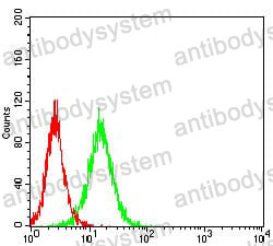 Anti-VTN/Vitronectin Antibody (R2Y43)