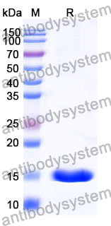 Anti-Human CAT/Catalase Nanobody (SAA1202)