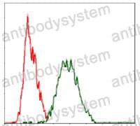 Anti-RAF1 Antibody (R2Y47)