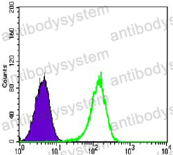 Anti-NR3C1 Antibody (R2Y58)