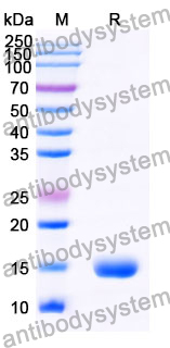 Anti-Human CD230/PRNP Nanobody (SAA0883)