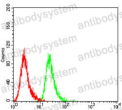 Anti-MYCN Antibody (R2Y63)