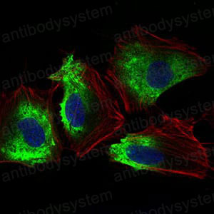Anti-CD90/THY1 Antibody (R2Y64)