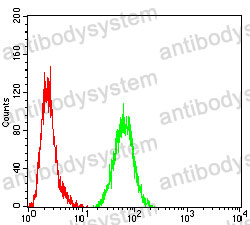 Anti-S100B Antibody (R2Y74)