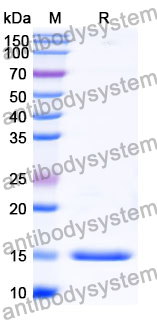 Anti-Human VWF Nanobody (SAA1195)