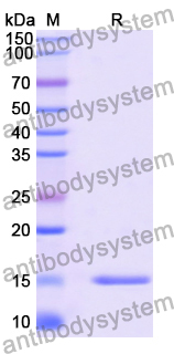 Anti-Human vWF Nanobody (C37)