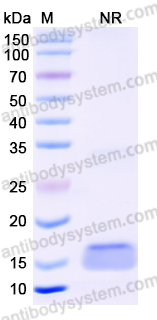 Anti-Human CD340/ERBB2/HER2 Nanobody (SAA0836)