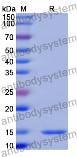 Anti-Human CD340/ERBB2/HER2 Nanobody (11A4)