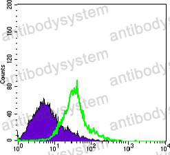 Anti-WNT1 Antibody (R2Y80)