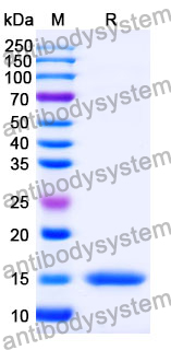 Anti-Human TP53/p53 Nanobody (SAA0875)