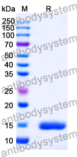 Anti-Human TP53/p53 Nanobody (SAA1165)