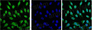 Anti-TP53/p53 Antibody (R2Y86)