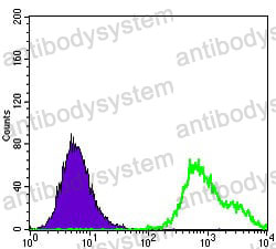 Anti-HSPB1/HSP27 Antibody (R2Y87)