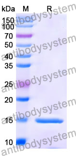 Anti-Human APP Nanobody (SAA1209)