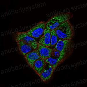 Anti-APP Antibody (R2Y95)